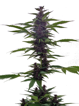 Auto Grizzly Purple - картинка 4