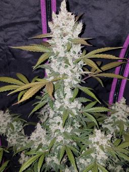 Girl Scout Cookies / Cookies Auto - картинка 2