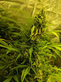 Girl Scout Cookies / Cookies Auto - картинка 7