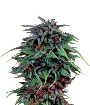 Durban Poison - картинка 3