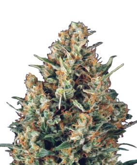 Auto Fresh Candy - картинка 8