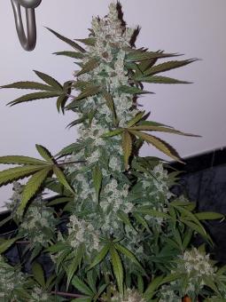 Girl Scout Cookies / Cookies Auto - картинка 1