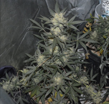 Cookies Auto (Girl Scout Cookies) - картинка 9