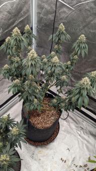 Bubba Kush - картинка 5