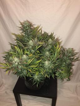 Gorilla Glue Auto (Gorilla auto) - картинка 4