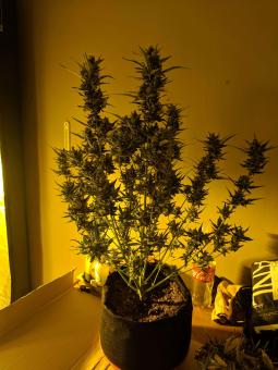 Girl Scout Cookies / Cookies Auto - картинка 8