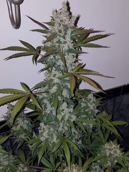 Cookies Auto (Girl Scout Cookies) - картинка 5