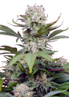 Sweet Mandarine Zkittlez XL Auto - картинка 1