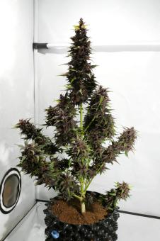 CBD Auto Blackberry Kush - картинка 5