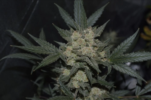 Cookies Auto (Girl Scout Cookies) - картинка 6