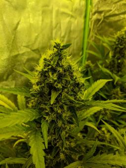 Girl Scout Cookies / Cookies Auto - картинка 9