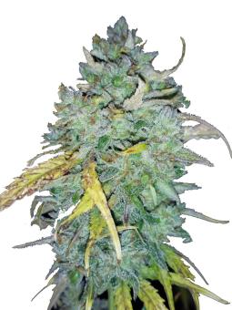 Auto Tangie genetics - картинка 7