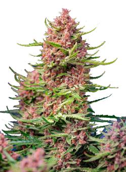 Strawberry Cola Sherbet F1 Fast Version - картинка 1