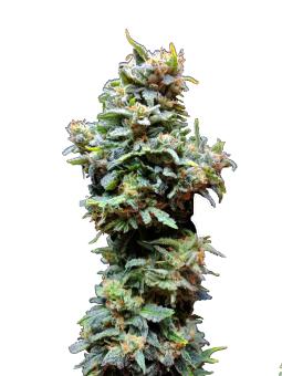 Chronic Ryder BX autofem - картинка 3