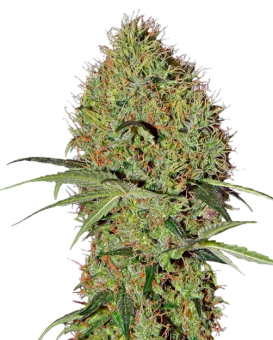 Super Bud Auto - картинка 2