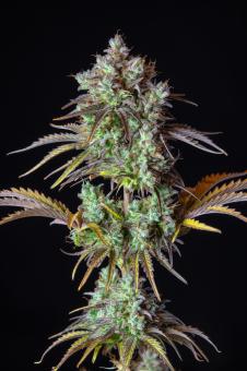 Big Bud Auto - картинка 4