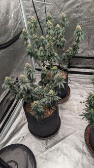 Bubba Kush - картинка 6