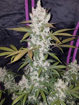 Cookies Auto (Girl Scout Cookies) - картинка 3