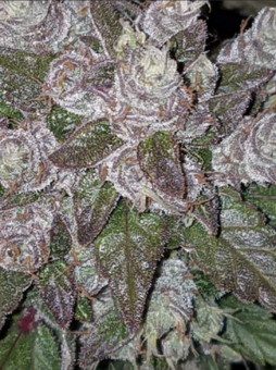 Cookies Auto (Girl Scout Cookies) - картинка 7