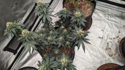 Bubba Kush - картинка 3