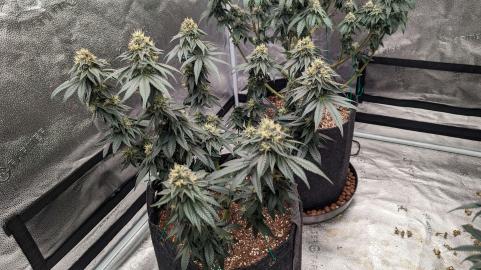 Bubba Kush - картинка 1