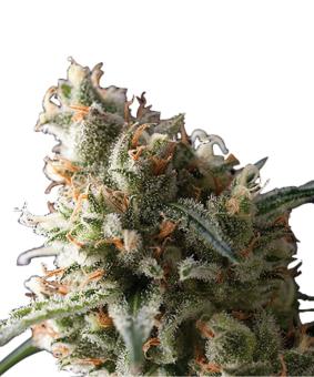Auto Super Hash - картинка 3