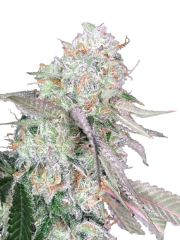 Auto Color Punch genetics - картинка 5