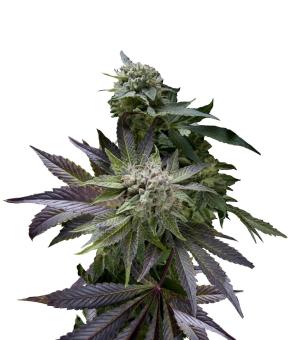 Auto Blue Pyramid - картинка 6