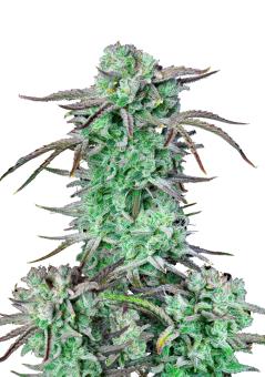 Strawberry Banana Auto - картинка 8