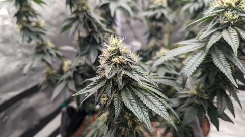 Bubba Kush - картинка 2