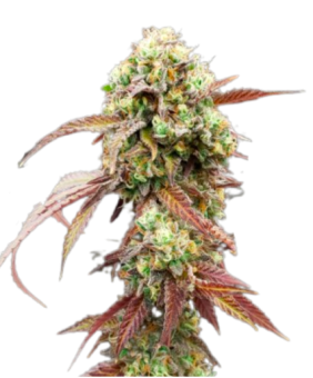 West Coast OG x Gelato Auto 41 - картинка 7
