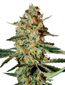 Himalaya Gold - картинка 4