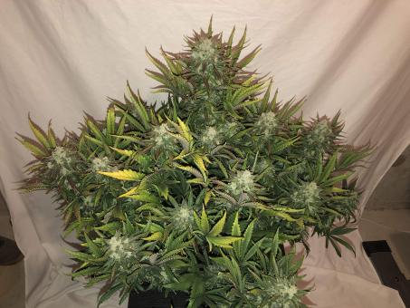 Gorilla Glue Auto (Gorilla auto) - картинка 3