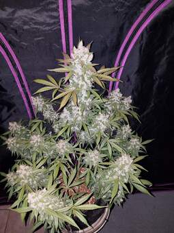 Cookies Auto (Girl Scout Cookies) - картинка 1