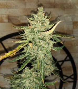 Auto Blue Pyramid - картинка 1