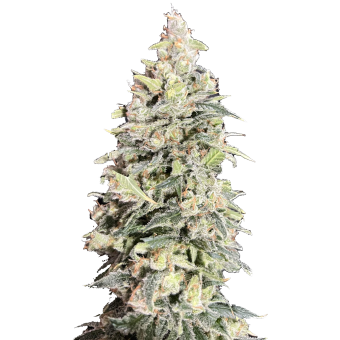 Amsterdam Amnesia - картинка 3