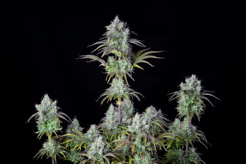 Big Bud Auto - картинка 7