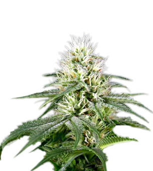 White Rhino - картинка 7
