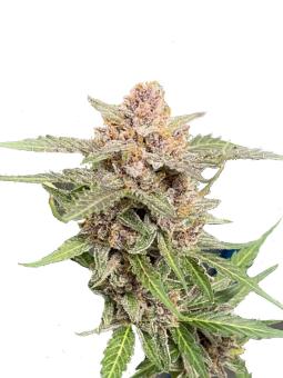 Green Crack Auto - картинка 7