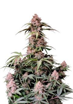 Amnesia Zkittlez Auto - картинка 1