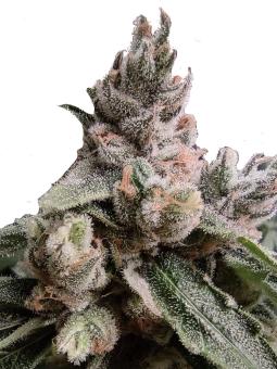 Critical Daddy Purple - картинка 5