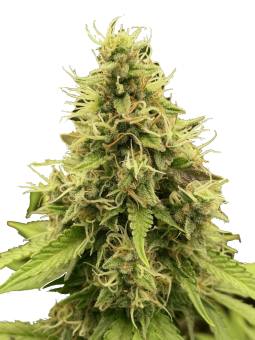 Chocolate Haze - картинка 7