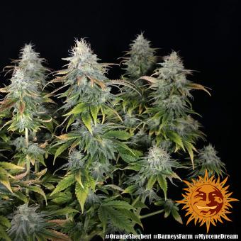 Orange Sherbert - картинка 6