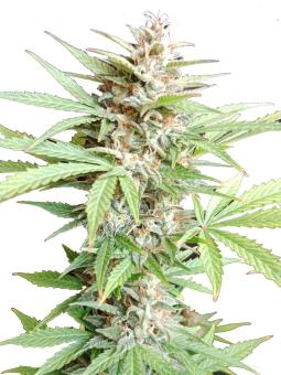 Auto Bruce Lemon Diesel - картинка 7