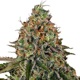 Tangerine Dream Auto - картинка 7