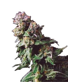 Purple Urkle - картинка 7