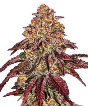 Mimosa x Orange Punch Auto - картинка 8