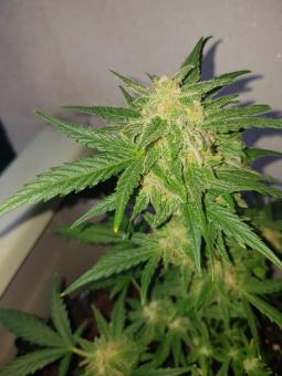 Auto Mandarin Cream XXL genetics - картинка 4