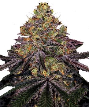 Watermelon Zkittlez