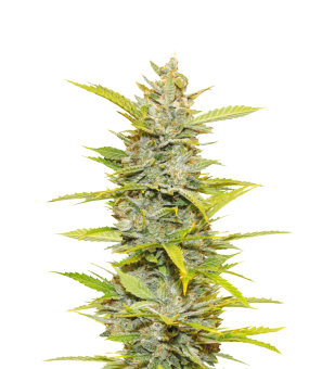 Auto Glueberry O.G. - картинка 10